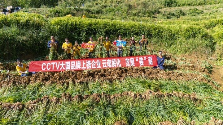 墨江象鼻村生姜大丰收！从种植、施肥到采摘，云南解化全程“呵护”